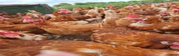 Chickens poultry for sale: Laying hyline hens for sale from the 15th June   - Advert 1