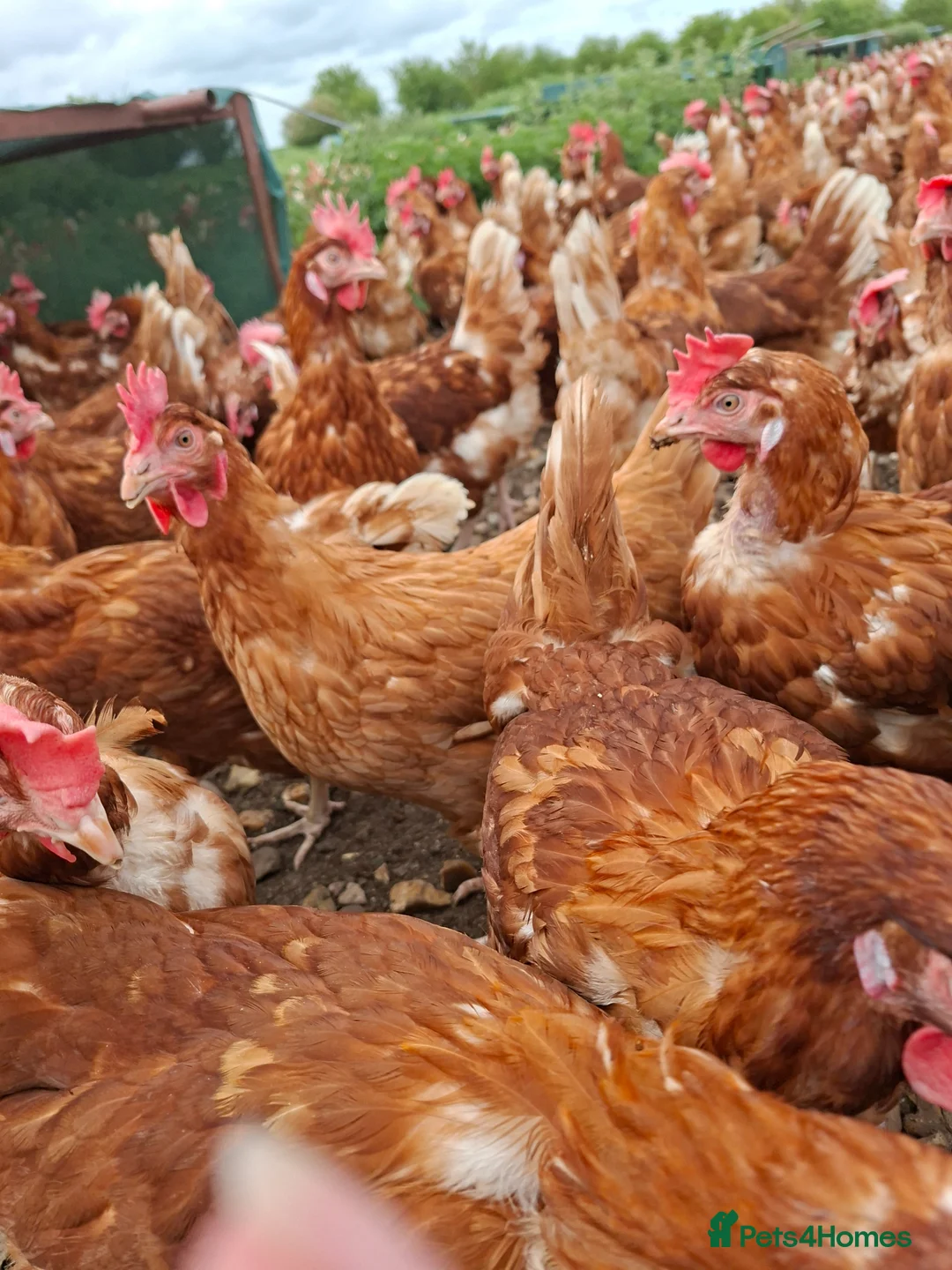 Chickens poultry for sale: Laying hyline hens for sale from the 15th June   - Advert 1