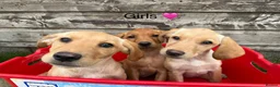 Labrador Retriever dogs for sale: Fox red & Yellow Labrador Puppies  - Advert 11