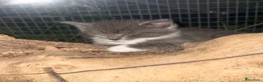 Grey & White Tuxedo