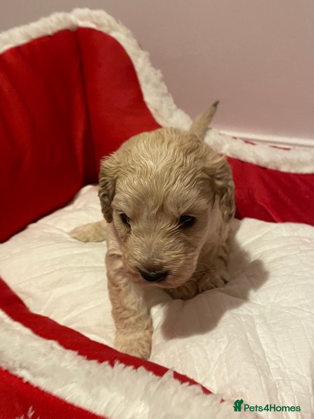 Cockapoo dogs for sale: 8 gorgeous F1 Cockapoos - Advert 7