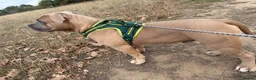 American Bully dogs for sale: Pocket bully  - Advert 7