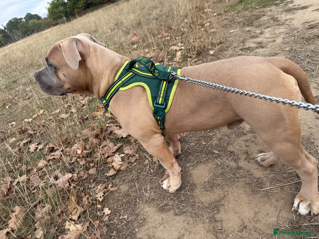 American Bully dogs for sale: Pocket bully  - Advert 7
