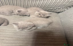British Shorthair cats for sale: Lilac British shorthairs champion lines  - Image 12