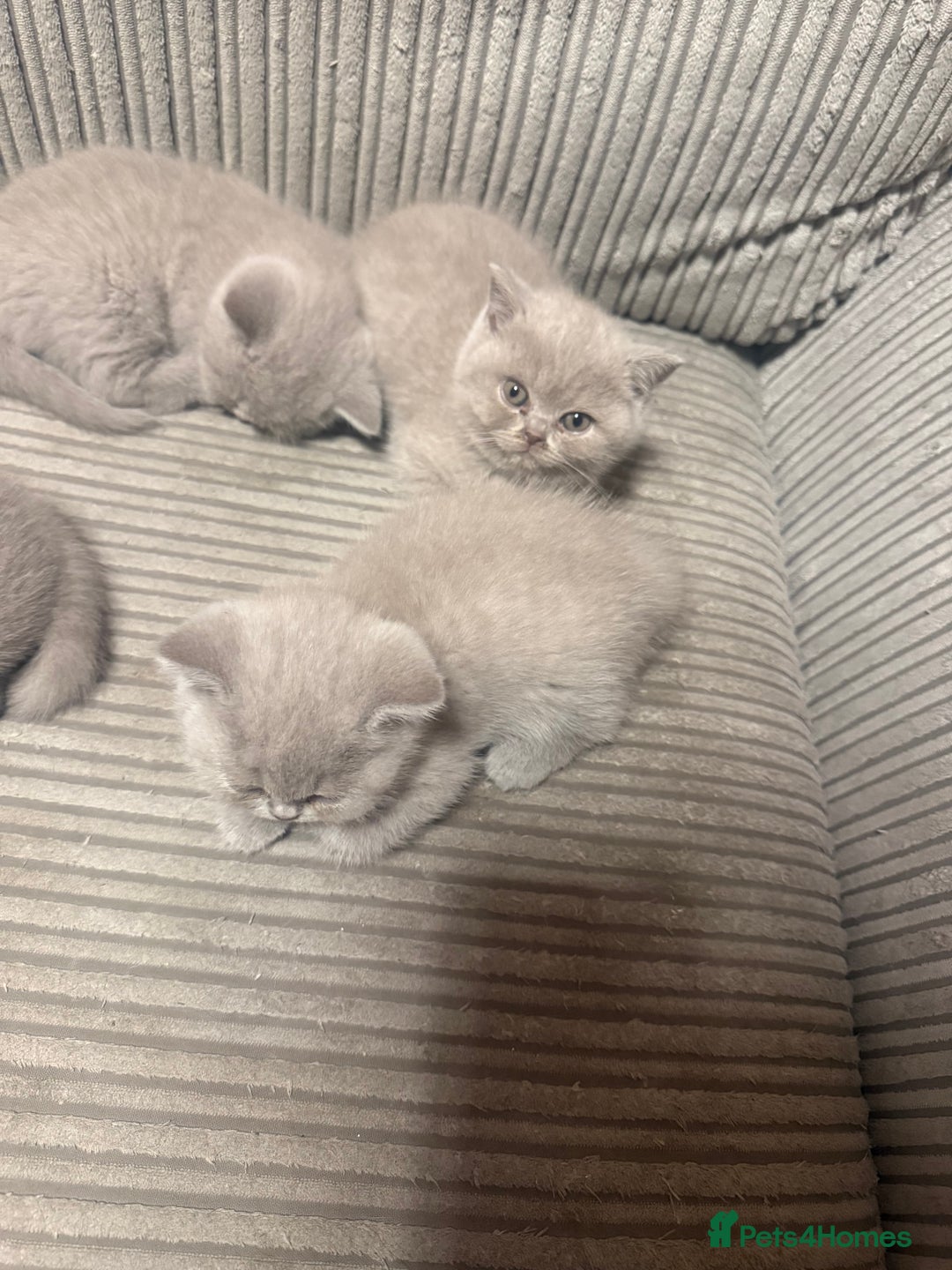 British Shorthair cats for sale: Lilac British shorthairs champion lines  - Image 12