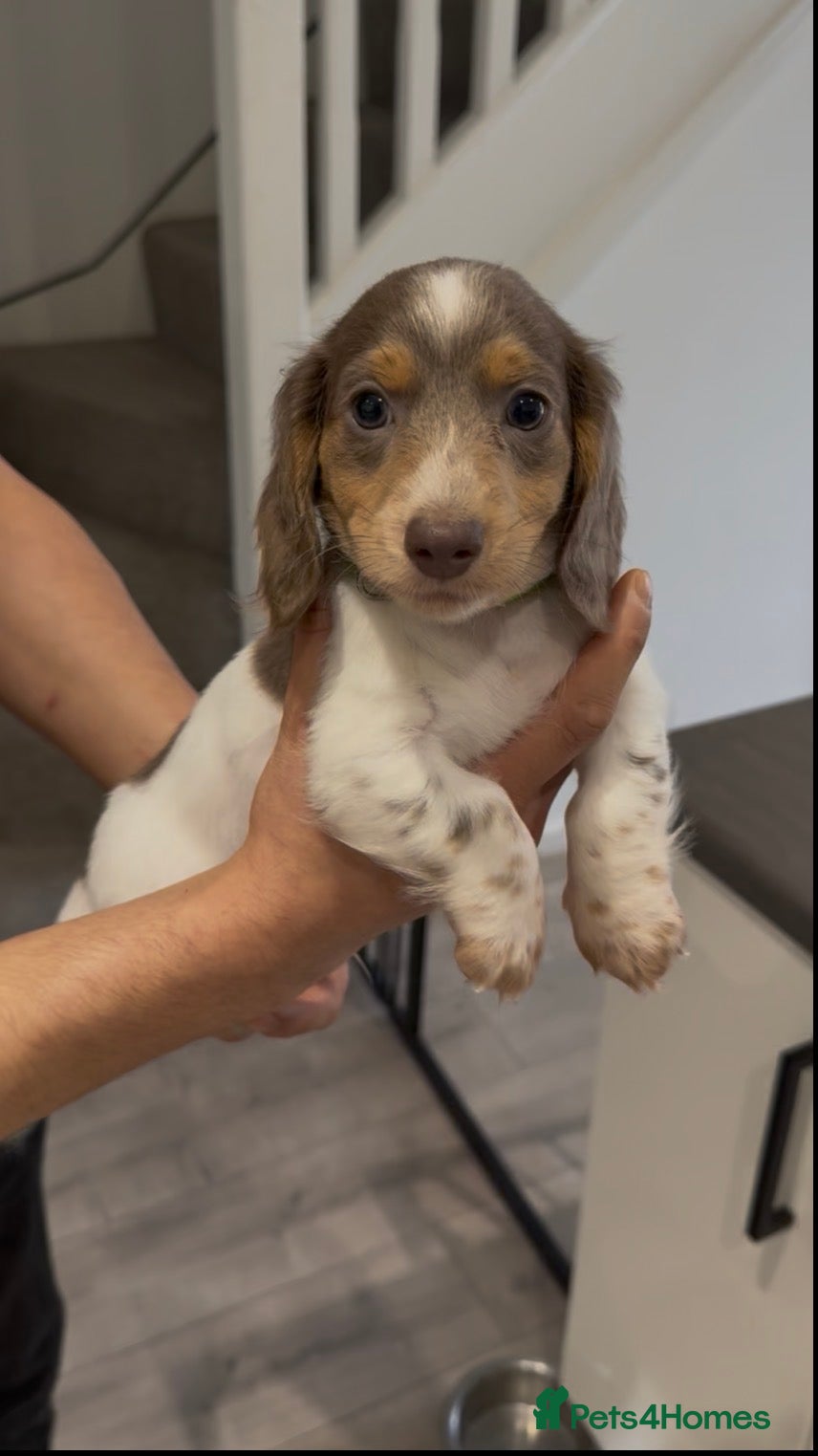 Miniature Dachshund dogs Stunning litter of Longhaired Minnies  - Advert 1
