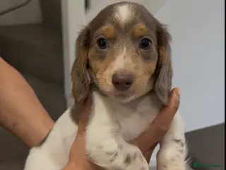 Miniature Dachshund dogs Stunning litter of Longhaired Minnies - Advert 1