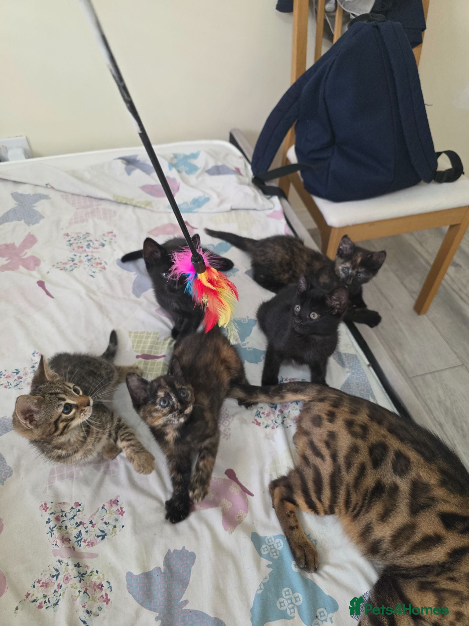 Bengal cats Stunning Bengal Cross Kittens - Advert 2