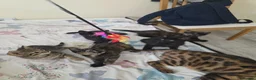 Bengal cats for sale: Stunning Bengal Cross Kittens - Advert 2