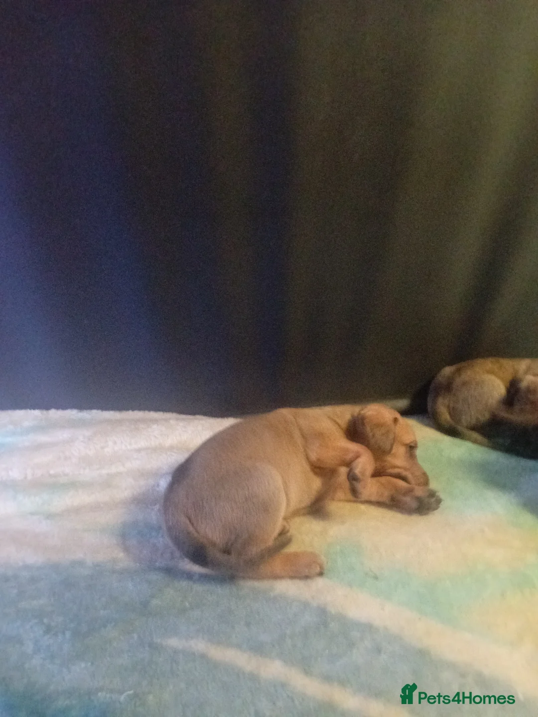 Mixed Breed dogs for sale: Cross breed American bulldog staff x trasylvizla - Advert 14