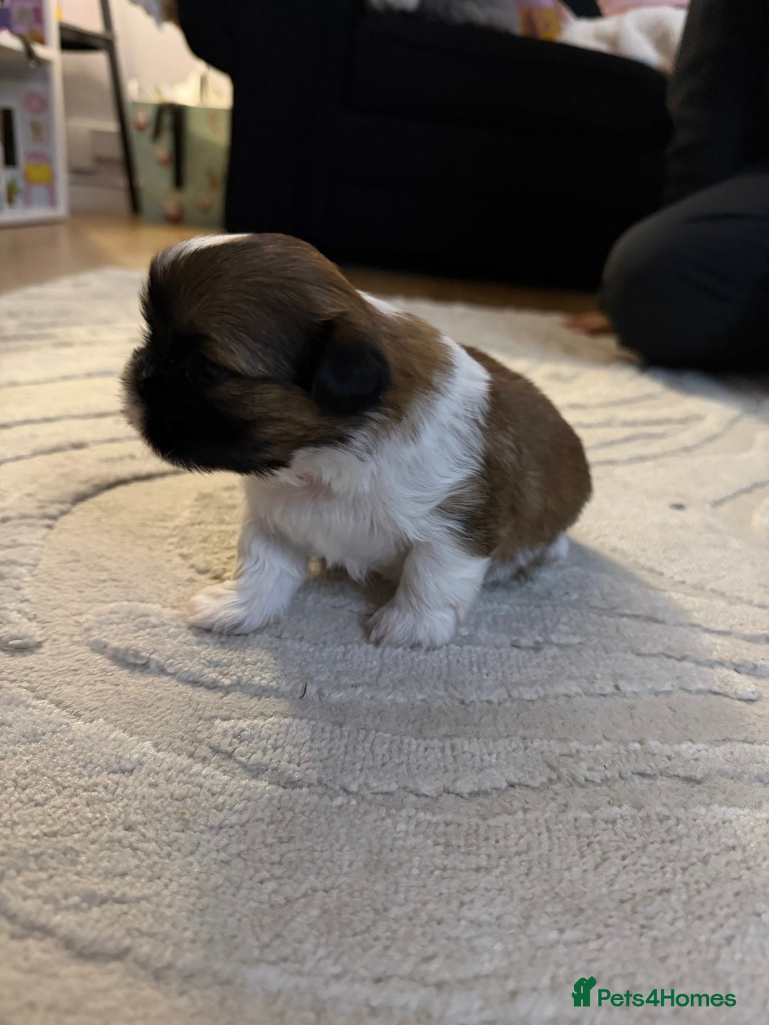 Shih Tzu dogs for sale: Shih Tzu’s  - Advert 13