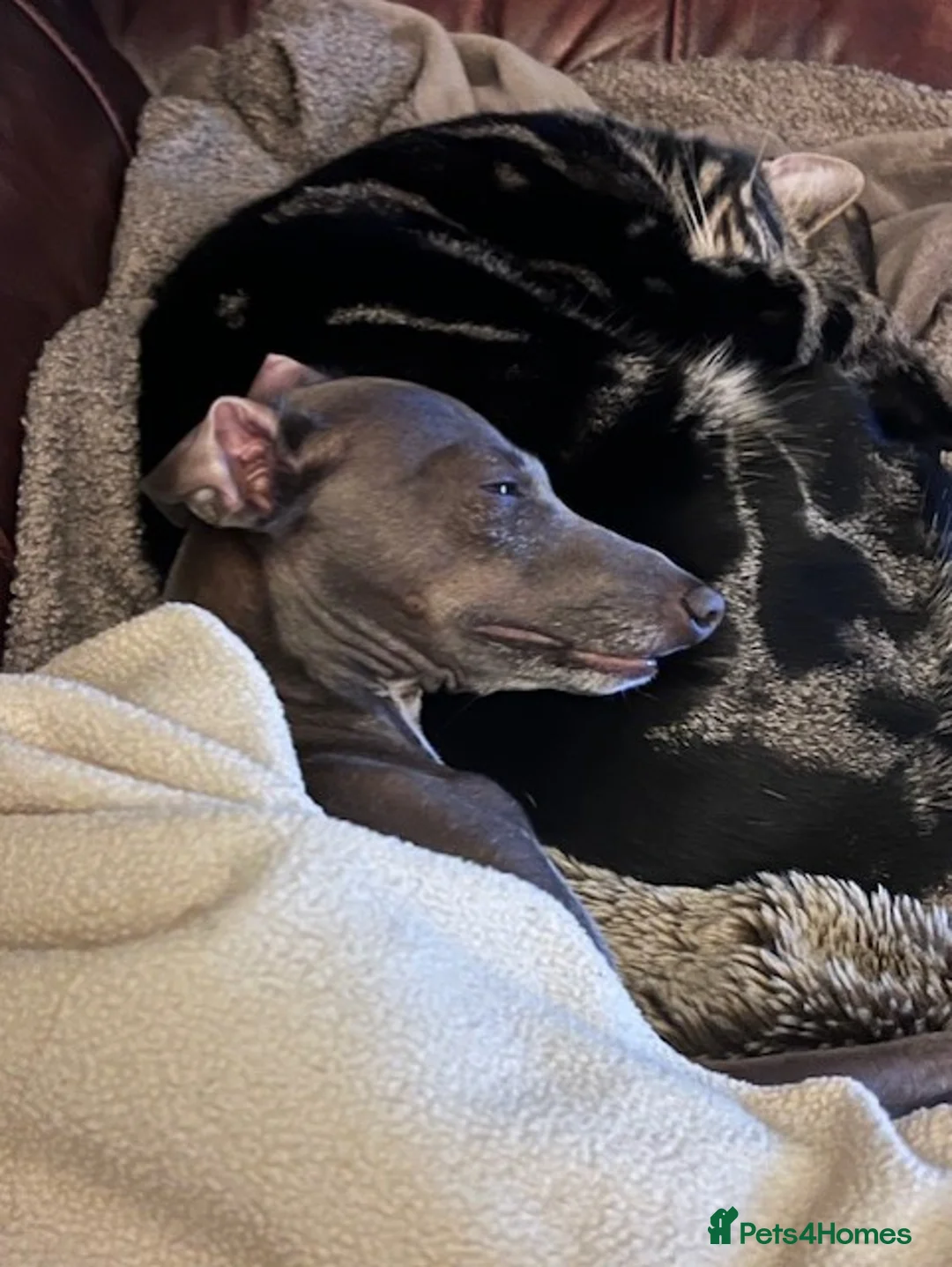 Italian Greyhound dogs for stud: Blue Italian Greyhound for STUD - Advert 4