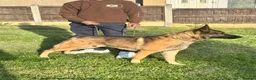 German Shepherd dogs for stud: WORKING LINE STABLE GERMAN SHEPHERD FOR STUD  - Advert 9