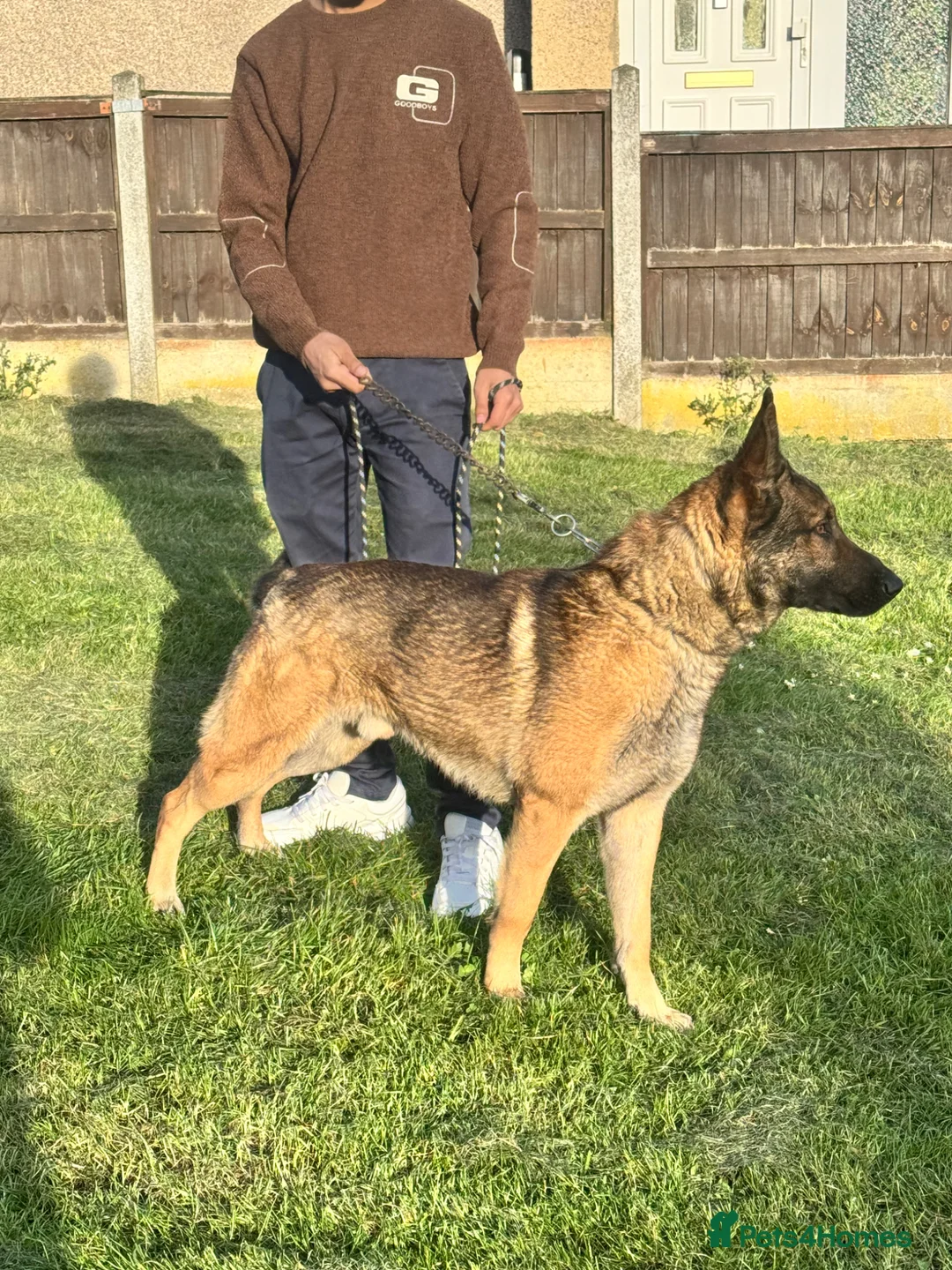 German Shepherd dogs for stud: WORKING LINE STABLE GERMAN SHEPHERD FOR STUD  - Advert 9