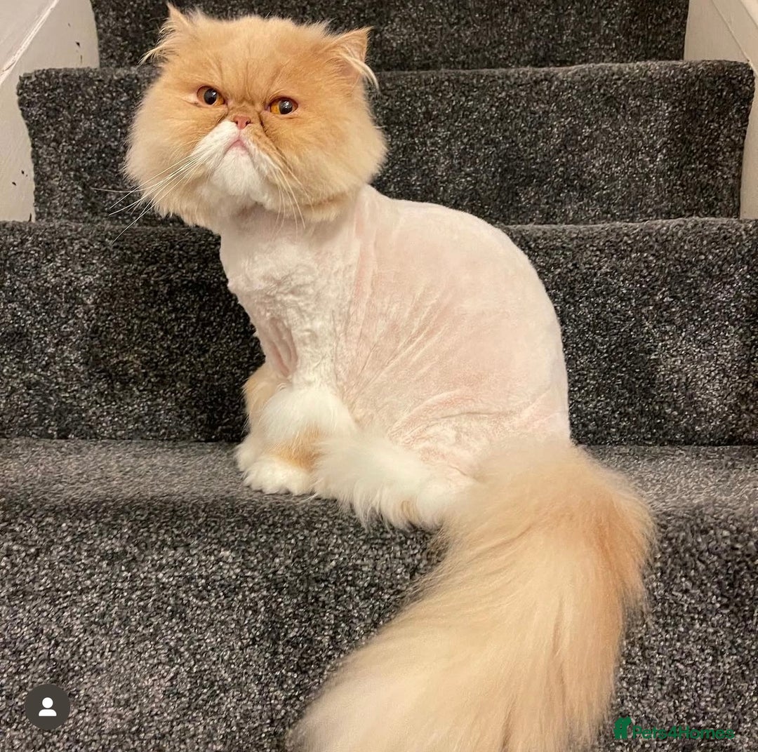 Persian cats for sale: Persian Cat - Image 2