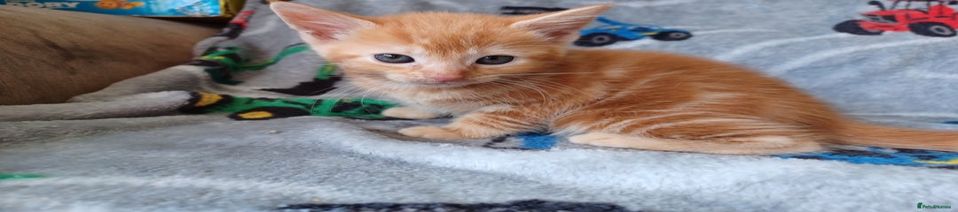 Domestic Shorthair Kitten 3