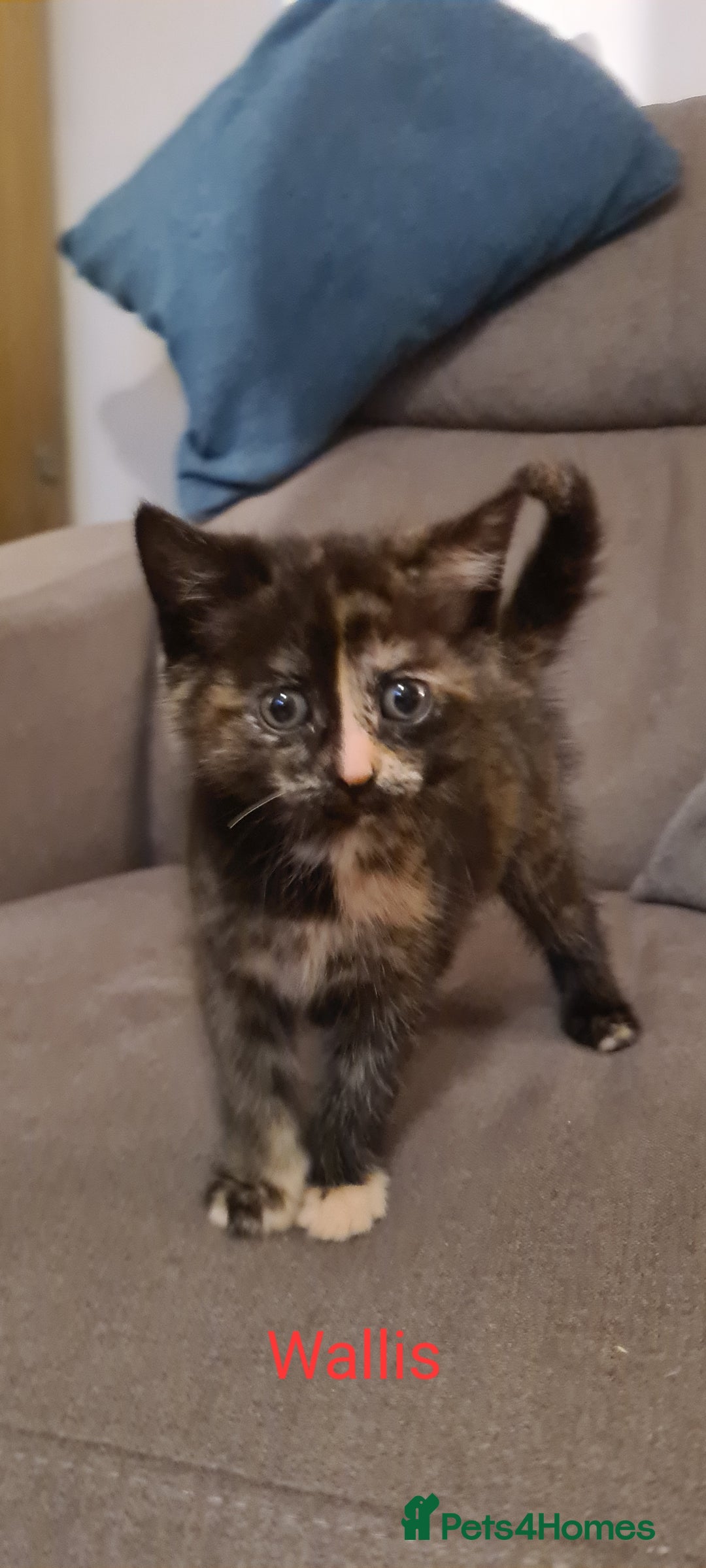 Mixed Breed cats for sale: Beautiful mixed breed kittens  - Advert 3