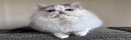 Persian cats for sale: Quality Persian Girls - Available Now - Advert 6