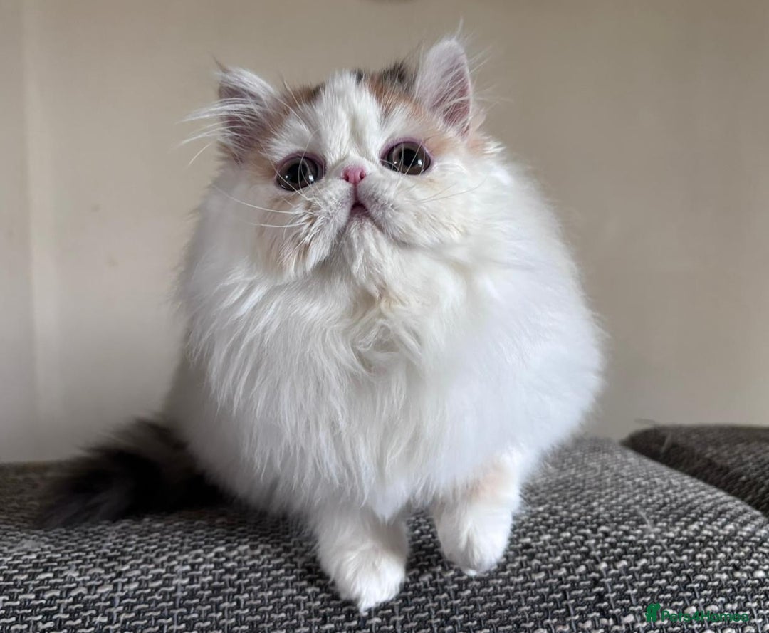 Persian cats for sale: Quality Persian Girls - Available Now - Advert 6