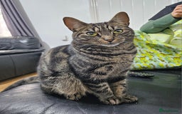 American Shorthair cats for sale: Free 3 year old male cat (needs rehoming) - Image 1