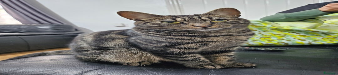 Tabby cat 3 yr old