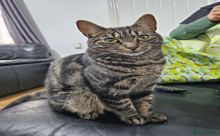 American Shorthair cats - Advert 1