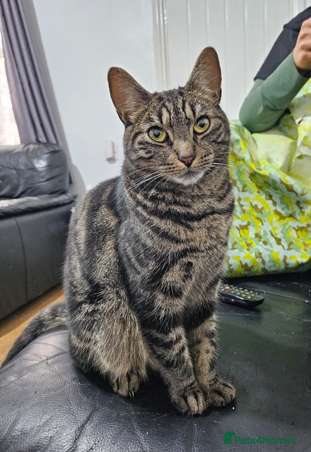 American Shorthair cats for sale: Free 3 year old male cat (needs rehoming) - Image 1