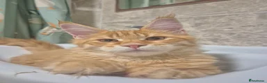 Red Tabby Male