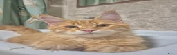 Maine Coon cats for sale: RED tabby Maine coon MALE - Advert 2