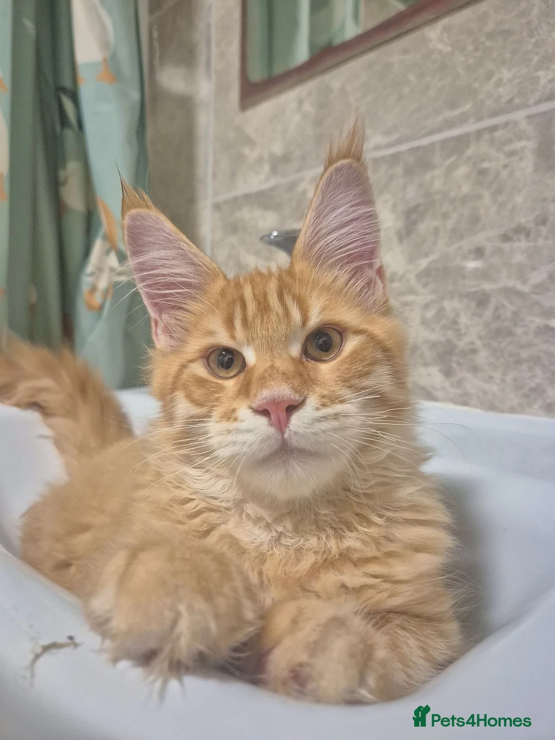 Maine Coon cats for sale: RED tabby Maine coon MALE - Advert 2