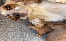 Cocker Spaniel dogs for sale: Working cocker Spainel puppys  - Image 10