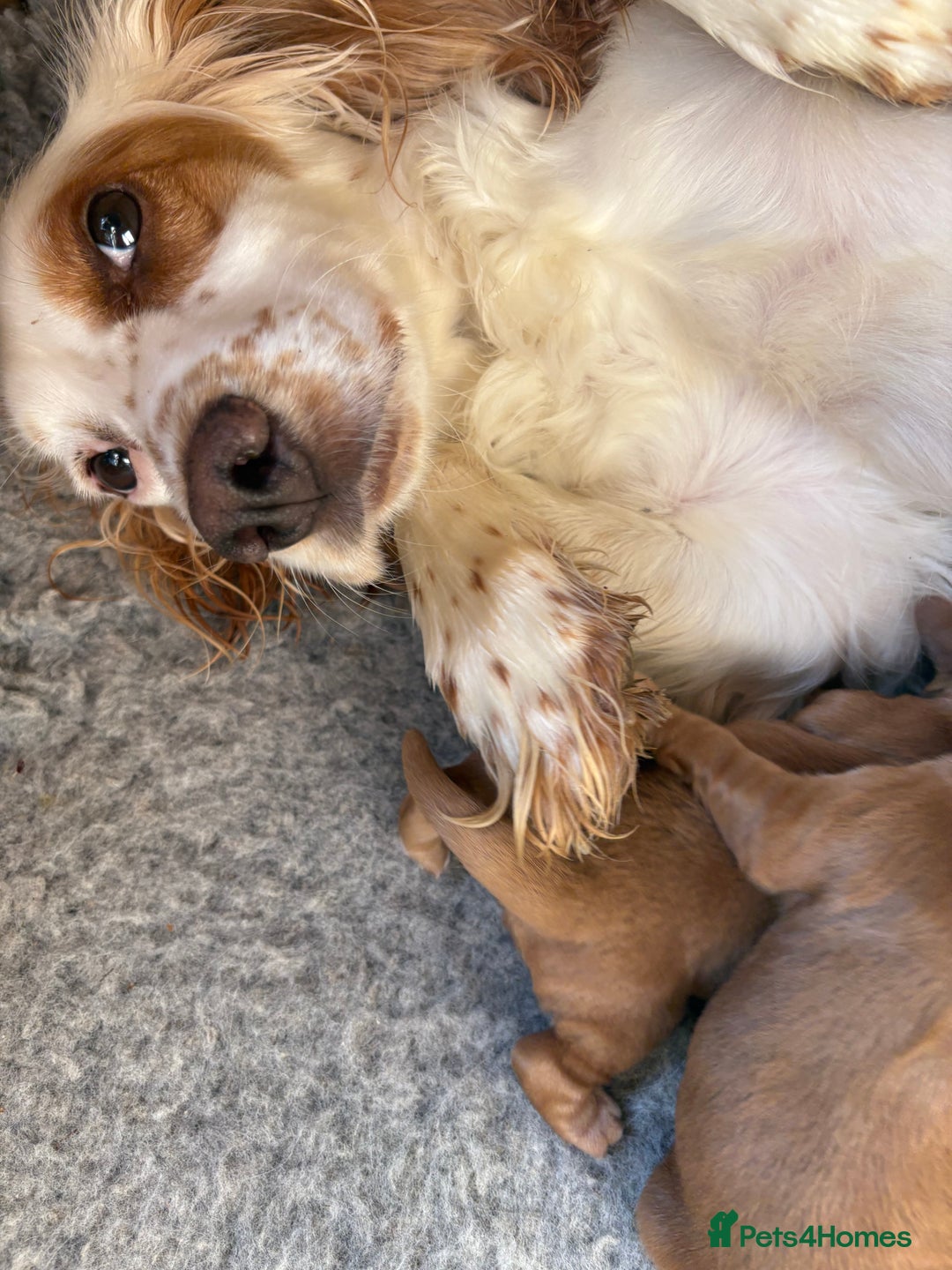 Cocker Spaniel dogs for sale: Working cocker Spainel puppys  - Image 10