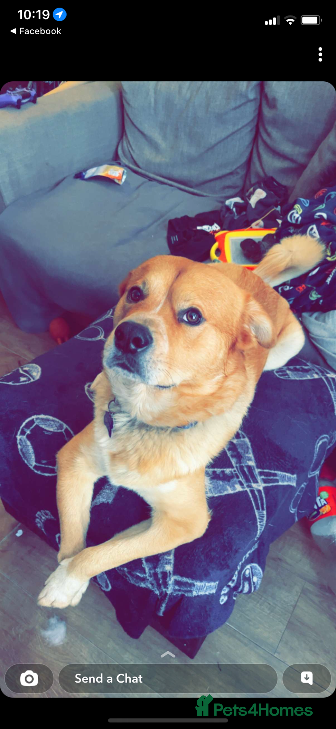 Mixed Breed dogs for sale: 6YO mixed breed for sale - Image 4