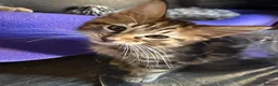 Maine Coon cats for sale: 1 LEFT! Gorgeous Male Maine Coon Cross Kitten! - Advert 6