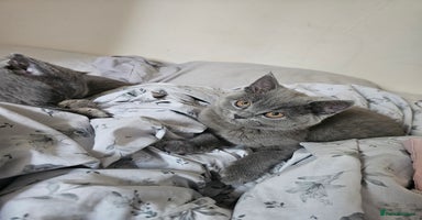 Scottish Fold cats in Telford - Advert 8