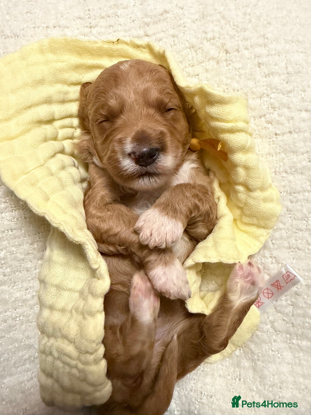 Labradoodle dogs for sale: Labradoodle  - Advert 14