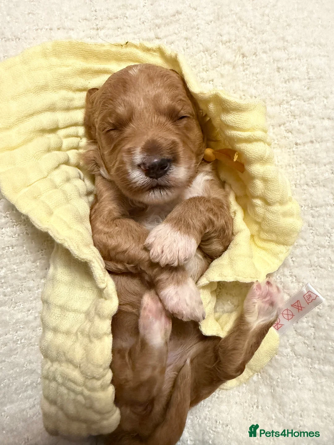 Labradoodle dogs for sale: Labradoodle  - Advert 31