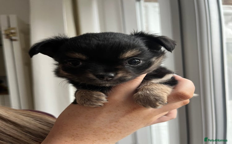 Chihuahua dogs - Advert 7