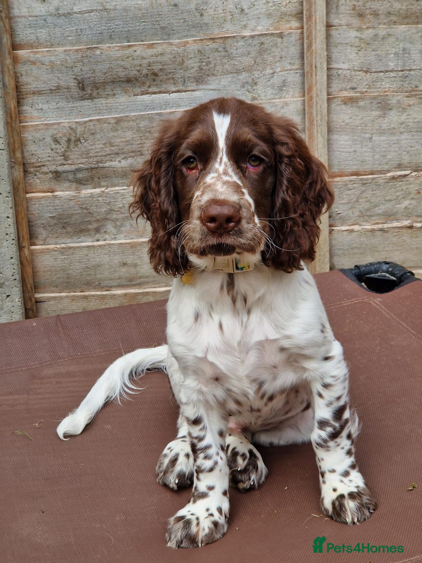 Cockapoo dogs COCKER SPANIEL only two boys left - Advert 2