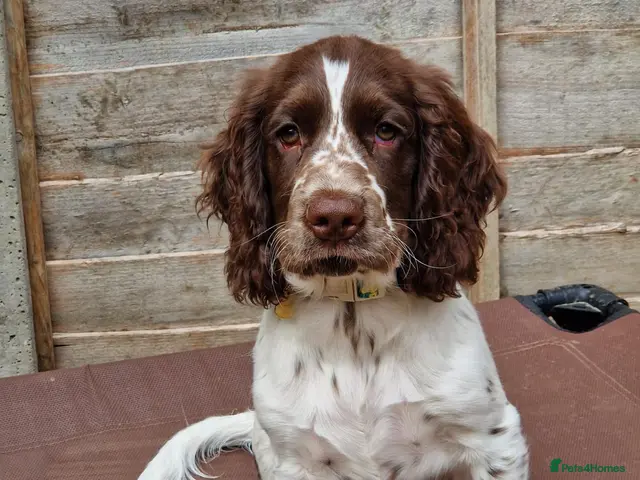 Cockapoo dogs for sale: COCKER SPANIEL only one boys left - Advert 1