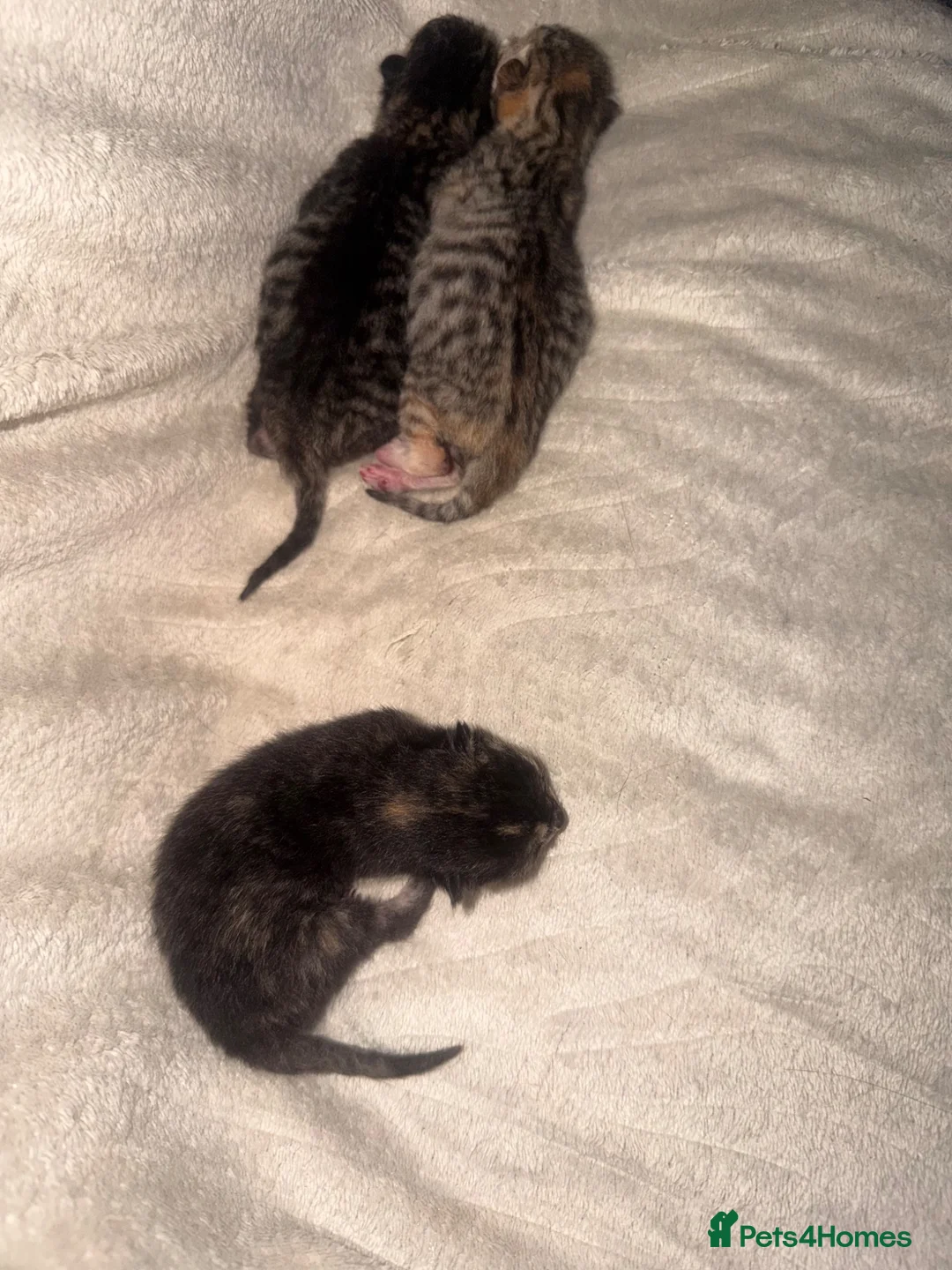 Mixed Breed cats for sale: 3 kittens  - Advert 9