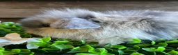 Mini Lion Lop rabbits for sale: Mini lion lops  - Advert 9