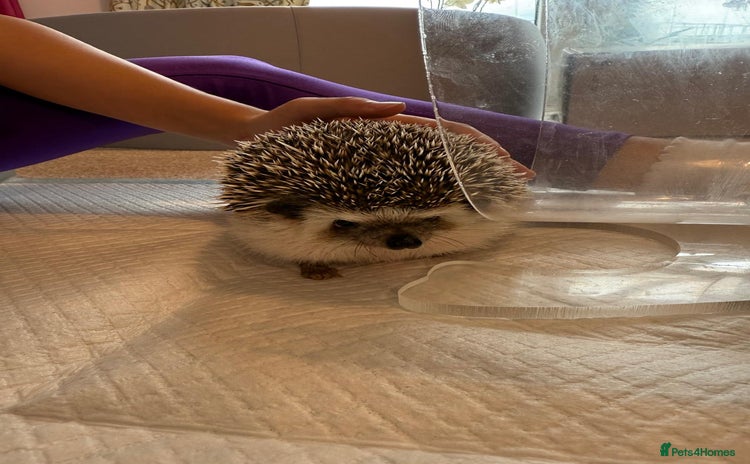 Pygmy Hedgehog rodents - Advert 6