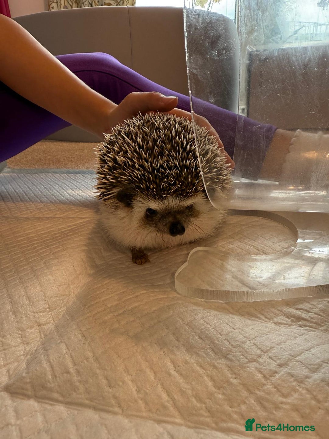 Pygmy Hedgehog rodents for sale: Pygmy hedgehog with all setups - Image 1