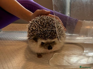 Pygmy Hedgehog rodents - Advert 4