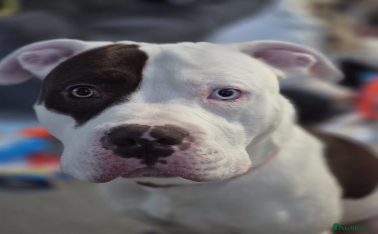 Mixed Breed dogs - Advert 2