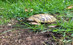 Hermann Tortoise reptiles for sale: Hermann's 2024 hatchlings for sale £130 - Image 5
