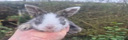 Angora rabbits for sale: ADORABLE ANGORA BABIES-PARENTS IMPORTED 🇫🇷  - Advert 2