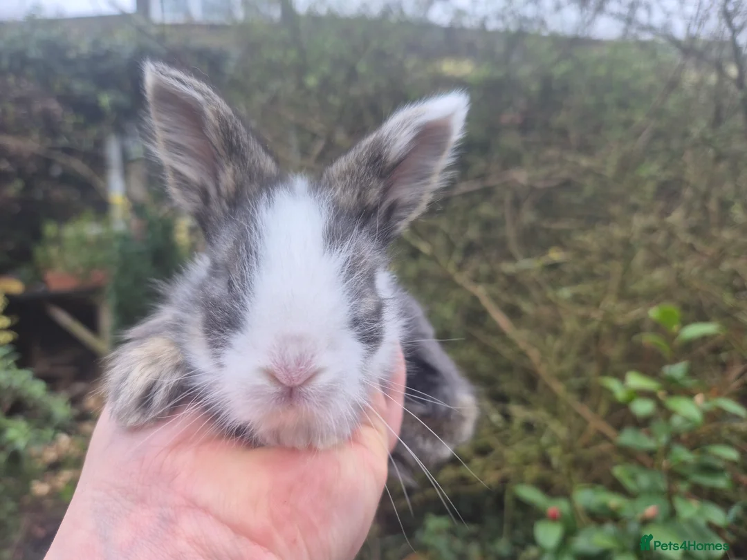 Angora rabbits for sale: ADORABLE ANGORA BABIES-PARENTS IMPORTED 🇫🇷  - Advert 2