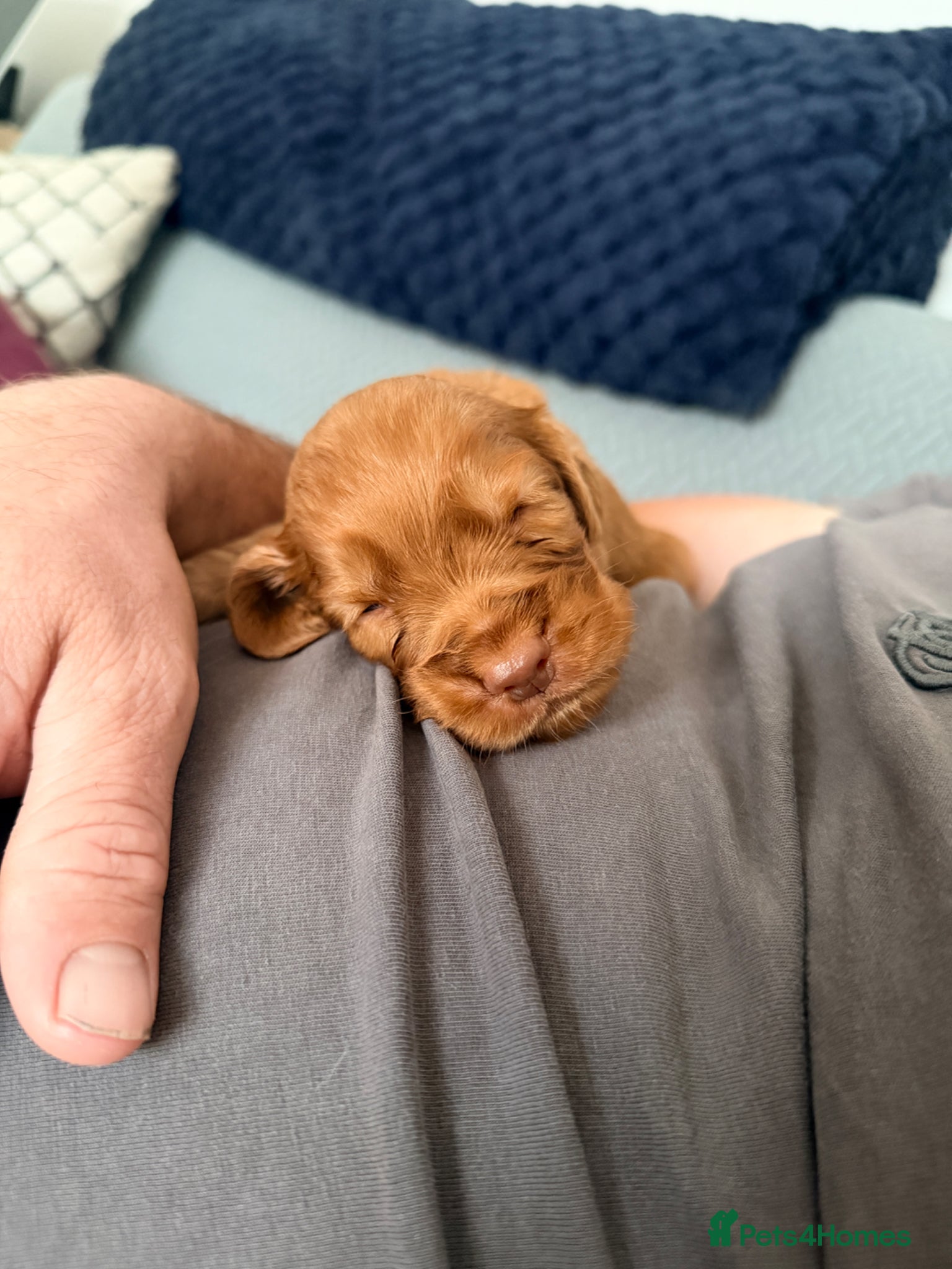 Cocker Spaniel dogs for sale: Working Cocker Pups- Exceptional pedigree  in Sandbach - Advert 12